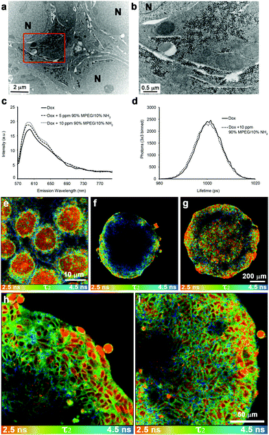 SPIONs stabilized with 10% NH2 functionalized polymer do not localize to the nucleus but enhance doxorubicin uptake into the nucleus of cells deep within the spheroid. (a) Transmission electron micrograph of DLD-1 spheroids co-administered with NP4 SPIONS and Dox. The image was taken from the central region of the spheroid from a section that was cut at an approximate depth of 100 μm from the edge of the fixed and stained spheroid (equivalent to 300 μm depth of an unprocessed spheroid). A higher magnification of the region enclosed by the red box in (a) is shown in panel (b). The nuclei are labelled N and the scale bars are as indicated. (c) Fluorescent spectra of Dox and Dox + NP4 SPIONs. (d) Representative graph of fluorescent lifetime distributions from solutions of Dox and Dox + NP4 SPIONs. Fluorescent lifetime images of doxorubicin treated monolayers and penetration into spheroids with the τ2 lifetime of doxorubicin displayed between 2.5–4.5 ns. The false colour FLIM image of the cell monolayer treated with Dox (e) allows for the cellular localizations of different lifetimes to be easily observed. The red colour indicates nuclear Dox, green indicates cytoplasmic localized Dox and blue indicates membrane bound Dox. (f) FLIM image of Dox treated spheroid. (g) FLIM image of a spheroid co-administered with Dox and NP4. (h) Higher magnification FLIM image of Dox treated spheroid. (i) Higher magnification false colour FLIM image of a spheroid co-administered with Dox and NP4 SPIONs showing increased levels of nuclear Dox (red) further into the spheroid. Scale bars as indicated.