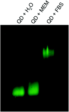 Formation of a protein corona on carboxylate-modified QDs was confirmed using gel electrophoresis (1% w/v agarose). To form the corona, QDs (green) were incubated with MEM supplemented with 10% FBS (QD + FBS). As a control, QDs were incubated in water (QD + H2O) and MEM (QD + MEM) in the absence of protein.