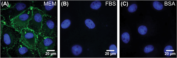Fluorescence microscopy images of carboxylate-modified QDs (green) bound to BS-C-1 cells. Cell nuclei are stained with DAPI (blue). QDs were incubated with cells for 10 minutes at 4 °C in (A) MEM, (B) MEM supplemented with FBS, and (C) MEM supplemented with BSA.