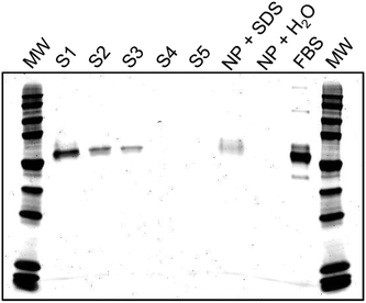 Formation of a protein corona on the surface of citrate-modified Au NPs after incubation in MEM supplemented with 10% FBS. Au NPs were washed via centrifugation five times and supernatants (S) were analyzed with SDS-PAGE. S1 was diluted to 1% and S2 was diluted to 10% v/v due to the high protein concentration. Protein is no longer visible in the supernatant after 4 wash steps. The protein corona is removed from the surface of the NP with SDS (NP + SDS). In the absence of SDS (NP + H2O), no protein is evident on the gel. FBS is shown for comparison. Molecular weight (MW) marker values are 225, 150, 100, 75, 50, 35, 25, 15, 10, and 5 kDa.