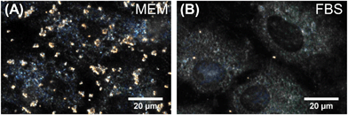Dark field microscopy images of citrate-modified Au NPs (yellow) bound to BS-C-1 cells after incubation for 30 minutes at 4 °C in (A) MEM and (B) MEM supplemented with FBS. Images of cells without Au NPs are presented in Fig. S1, showing scatter due to cells alone.