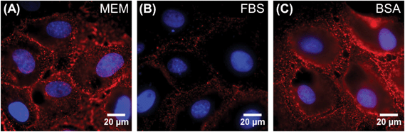 Fluorescence microscopy images of LDL fluorescently labeled with DiD (red) bound to BS-C-1 cells. Cell nuclei are stained with DAPI (blue). LDL-DiD was incubated with cells for 20 minutes at 4 °C in (A) MEM, (B) MEM supplemented with FBS, and (C) MEM supplemented with BSA.