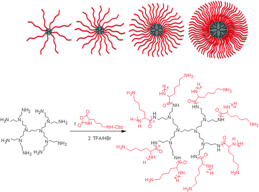 Synthesis of poly(l-lysine) star polypeptides by NCA polymerisation using second to fifth generation PPI dendrimers as initiators.