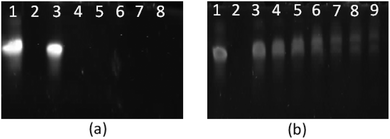 PAGE gel electrophoresis of star-shaped PLL and linear PLL complexed with siRNA to form polyplexes as a function of the N/P ratio. (a) G5(64)-PLL5; (b) L(1)-PLL320; lane 1: siRNA, lane 2: PEI/siRNA (N/P 10), lanes 3–9: siRNA complexes at the N/P ratios of 1, 2, 3, 5, 10, 20, and 50.