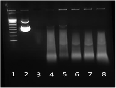 1% Agarose gel electrophoresis of star-shaped PLL and linear PLL pDNA polyplexes at N/P 10 and their stability towards the enzyme DNase. Lane 1: pDNA ladder, lane 2: pDNA, lane 3: pDNA/DNase, lane 4: PEI/pDNA/DNase, lane 5: L(1)-PLL320/pDNA/DNase, lane 6: G2(8)-PLL40/pDNA/DNase, lane 7: G5(64)-PLL40/pDNA/DNase and lane 8: G5(64)-PLL5/pDNA/DNase.