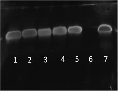 PAGE gel electrophoresis of star-shaped PLL and linear PLL siRNA polyplexes at N/P 10 and their stability towards the enzyme RNase. Lane 1: G5(64)-PLL5/siRNA/RNase, lane 2: G5(64)-PLL40/siRNA/RNase, lane 3: G2(8)-PLL40/siRNA/RNase, lane 4: L(1)-PLL320/siRNA/RNase, lane 5: PEI/siRNA/RNase, lane 6: siRNA/RNase and lane 7: siRNA.
