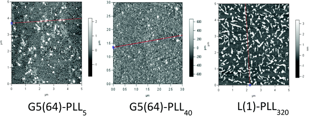 Atomic force microscopy of G5(64)-PZLL5, G5(64)-PLL40, and L(1)-PLL320 polypeptide/pDNA polyplexes at N/P 20.
