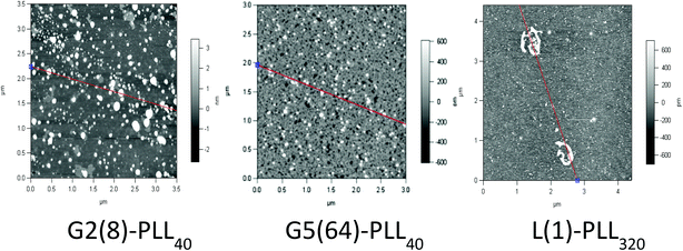 Atomic force microscopy of G2(8)-PLL40, G5(64)-PLL40 and L(1)-PLL320 polypeptide/siRNA polyplexes at N/P 20.