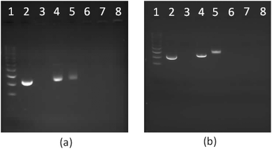 1% Agarose gel electrophoresis of star-shaped PLL and linear PLL complexed with plasmid DNA to form polyplexes as a function of the N/P ratio. (a) G5(64)-PLL5; (b) L(1)-PLL320; lane 1: pDNA ladder, lane 2: pDNA, lane 3: PEI/pDNA (N/P 10), lanes 4–8: pDNA complexes at the N/P ratios of 0.5, 1, 5, 10, and 20.