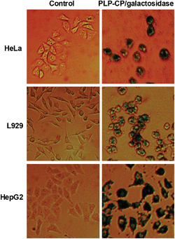 Activity of β-galactosidase delivered into cells by PLP-CP. HeLa, HepG2 and L929 cells were respectively cultured in DMEM spiked with free β-galactosidase (25 μg ml−1) or β-galactosidase loaded on PLP-CP (25 μg ml−1) for 4 h. The cells were washed with PBS, incubated in fresh DMEM containing X-gal (100 μM) for 12 h and then photographed.