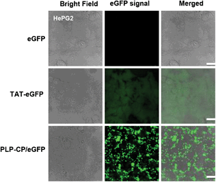 Intracellular delivery of eGFP mediated PLP-CP vs. TAT. L929 cells were respectively cultured for 4 h in DMEM (1 ml) supplemented with eGFP (5 μg), TAT-eGFP (5 μg) or eGFP (5 μg) loaded on PLP-CP. The cells were washed with PBS, and examined by confocal fluorescence microscopy.