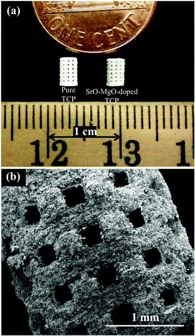 (a) Photograph of the microwave sintered TCP and Sr–Mg doped TCP scaffolds, and (b) a high magnification SEM image of the pure TCP scaffold.