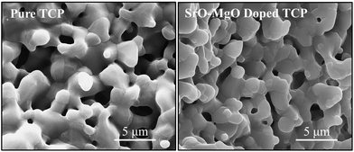 Surface morphology of microwave sintered 3DP pure TCP and SrO and MgO doped TCP scaffolds.