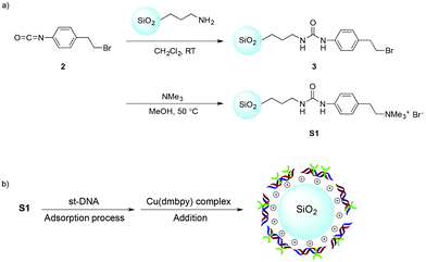 (a) Synthetic scheme of ammonium-functionalized silica S1. (b) Preparation of solid-supported DNA for asymmetric synthesis.