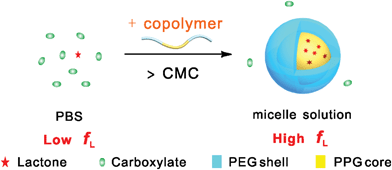 Schematic presentation of the effect of copolymer micelles on the equilibrium lactone fractions of CPT analogues. The hydrophobic interaction between the polymeric micelles and the drug molecules leads to higher lactone fractions in the micelle solutions than in PBS.