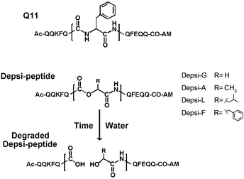 Depsipeptide analogs of the self-assembling peptide Q11. The central Phe in Q11, shown expanded in the figure, was replaced with various α-hydroxy acids to generate Depsi-Q11s containing ester bonds. Over time, these peptides degraded by hydrolysis of the ester bond.