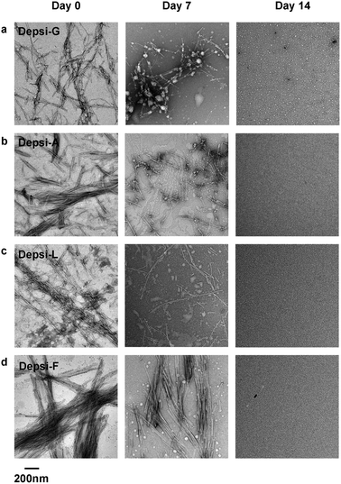 In phosphate buffered saline, fibrillar structures were initially produced by Depsi-G, Depsi-A, Depsi-L, and Depsi-F (left column). After 14 days, all Depsi-Q11 assemblies had degraded, and no fibers were evident on TEM grids (right column). Compared to day 0, at intermediate time points (day 7) the remaining assembly state depended on the side chain: significantly smaller and fewer fibers were observed for Depsi-G and Depsi-A (a, b); numerous but shorter and thinner fibers were observed for Depsi-L (c); and numerous thick fibers were still observed for Depsi-F (d).