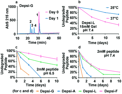 Quantification of depsipeptide degradation by reverse-phase HPLC. On C18 columns with a water–acetonitrile gradient, Depsi-G eluted as a single peak at day 0 (a, peak 1) but as four peaks after 24 h of degradation at pH 6.5 (a, peaks 1–4, 2 mM peptide concentration). MALDI mass spectrometry confirmed that the peaks were the expected native and degraded species (peak 1, undegraded Depsi-G, m/z calc'd: 1438.5, found: 1438.3; peak 2, HO-GQFEQQ-Am [M + H+], m/z calc'd: 736.8, found: 736.7; peak 3, Ac-QQKFQ-COOH [M + H+], m/z calc'd: 720.8, found: 720.8; peak 4, aminoglutarimide derivative of peak 3, m/z calc'd: 701.8, found: 702.3). Degradation was tracked over time by the ratio of peak areas corresponding to the degraded versus total degraded and undegraded species (b–d). 15 mM Depsi-L gels (b) degraded more slowly than soluble nanofibers (c, d), in a temperature-dependent fashion. The amino acid placed C-terminally to the ester significantly influenced degradation rate, with more hydrophobic residues producing slower degradation (c, d). As expected, these rates were faster at pH 7.4 (d) than at pH 6.5 (c).