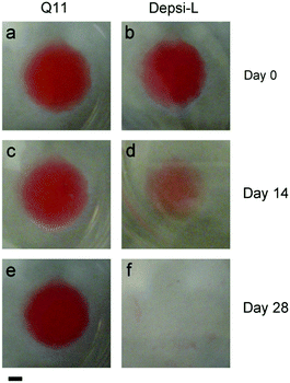 Depsi-L formed β-sheet fibrillar hydrogels at 15 mM in phosphate buffered saline, similar to Q11 (gels stained with Congo red on day 0). Q11 gels showed no discernable degradation for up to 28 days (a, c, e), but Depsi-L gels degraded over this time period (b, d, f). Scale bar = 2 mm. Representative of 3 gels.