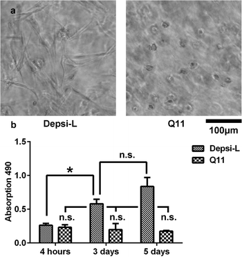 C3H10T1/2 cells were encapsulated within Depsi-L and Q11 gels. By 72 hours, cells in Depsi-L gels were more highly spread than in Q11 gels (a, phase contrast). In Depsi-L gels, cells proliferated considerably, whereas little proliferation was observed in Q11 gels (b). *p < 0.05, ANOVA with Tukey's post-hoc test.