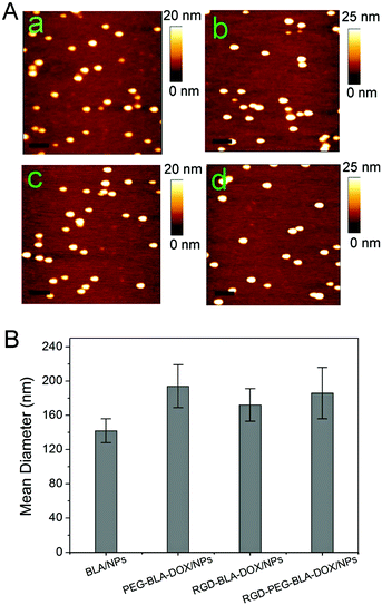 (A) AFM images of protein α-lactalbumin (BLA) nanoparticles (a), PEG-modified BLA–DOX nanoparticles (PEG–BLA–DOX/NPs) (b), RGD-modified BLA–DOX nanoparticles (RGD–BLA–DOX/NPs) (c), and RGD and PEG co-modified BLA–DOX nanoparticles (RGD–PEG–BLA–DOX/NPs) (d), respectively. The scale bars are 300 nm. (B) The mean diameter of the four different nanoparticle types measured by DLS.