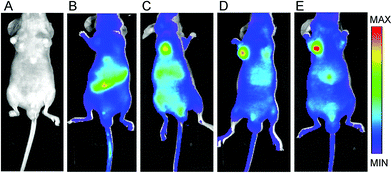 The NIR-797 fluorescence images of the ECA109 tumor-bearing mice at 72 h after i.v. injection of PBS (A), BLANIR-797 (B), PEG–BLANIR-797/NPs (C), RGD–BLANIR-797/NPs (D), and RGD–PEG–BLANIR-797/NPs (E), respectively.