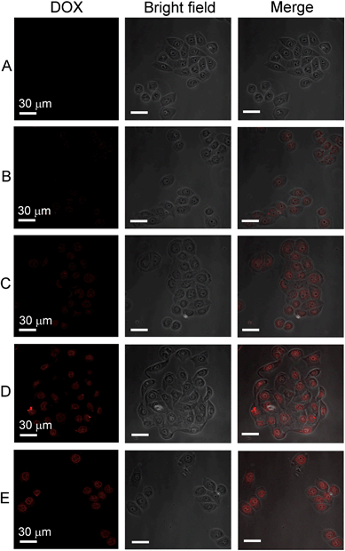 Confocal laser scanning microscopy (CLSM) images of ECA109 tumor cells 4 h after treatment with PBS buffer (A), DOX (B), PEG–BLA–DOX/NPs (C), RGD–BLA–DOX/NPs (D), and RGD–PEG–BLA–DOX/NPs (E), respectively. Images in the right-hand column are merged from the DOX fluorescence images (left-hand column) and the light images (middle column). The scale bars are 30 μm.