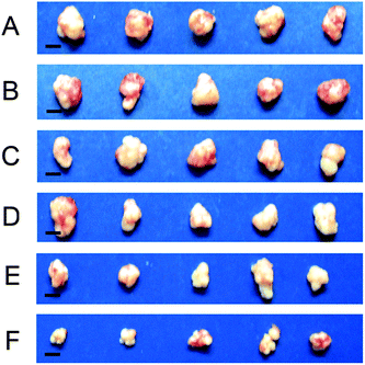 Dissected ECA109 tumors from mice treated with PBS (A), RGD–PEG–BLA/NPs (B), free DOX (C), PEG–BLA–DOX/NPs (D), RGD–BLA–DOX/NPs (E), and RGD–PEG–BLA–DOX/NPs (F), respectively, for 20 days. The scale bars are 5 mm.