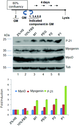 Immunoblots of myogenic factors. Top – schematic diagram of the experiments. Middle – cell lysates of 2% HS, 10% FBS, M1, PEG, P2, and P1 (100 μM) treated C2C12 cells fractionated on SDS-PAGE, and probed with an antibody against MyoD and myogenin and P-21 as indicated. Tubulin was used as a loading control. Bottom – quantification of band intensity by Image J analysis. Fold induction in each case was calculated considering the value for 2% HS as “1”. Data presented here are mean ± SD from three independent experiments.