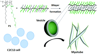Schematic representation of cell fusion mediated by a P1 (Mn = 51 000 g mol−1; PDI = 1.25) vesicle.