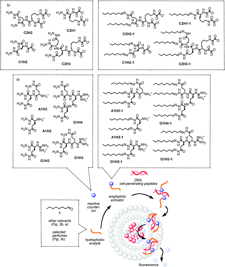 Pattern generation for differential sensing with synthetic transport systems. Reactive hydrazide cations (a) or anions (b) are incubated with 1 or other odorants or perfumes. The obtained amphiphiles activate DNA (a) or polyarginine (b) as transporters in fluorogenic vesicles. The different ability of these fragrant amphiphiles to activate polyionic transporters is generating the desired pattern (e.g., Fig. 3a).