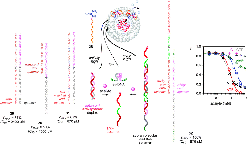 Aptamer version of immunosensing with synthetic transport systems. The activity of DNA duplexes 29–32 as counterion-activated (28) cation transport systems in fluorogenic vesicles disappears as response to their disassembly into ss-DNA upon analyte binding; YMAX refers to maximal activity accessible with transporters 29–32, IC50 to inactivation with ATP. The ds-DNA monomers 29 have lower YMAX than ds-DNA polymers 32, increasing responsiveness to ATP (decreasing IC50) with truncated (30) or mismatched (31) anti-aptamers coincides with decreasing YMAX. Dose response curves showing activity Y of 32 as a function of analyte concentration demonstrate that selectivity and sensitivity of the aptamer is as in the literature (adapted from ref. 4 with permission, © 2009 American Chemical Society).