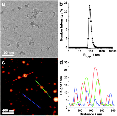 (a) Cryo-TEM image, (b) DLS plot, (c) AFM height image and (d) height profiles of the DNA/PCE complex. The mass ratio of DNA to PCE-NO3 was 1 : 1.