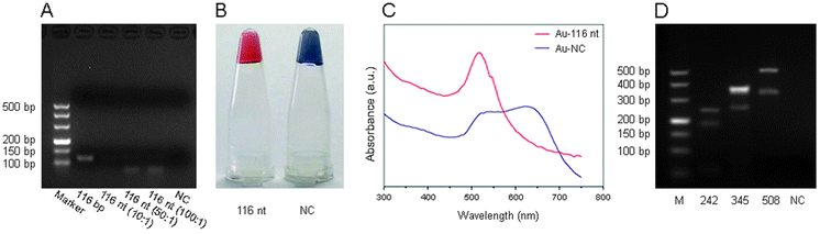 (A) Agarose gel electrophoresis of the As-PCR product. A series of primer ratios were optimized to produce more ssDNA amplicons. (B) Colorimetric detection of B. anthracis. After simple and quick column purification to remove primers and salt, the As-PCR product (lane 5, 100 : 1) was incubated with gold colloid (15 nm spherical GNPs, BBInternational) at RT for 10 min followed by NaCl addition (50 mM final). (C) UV-visible spectral analysis of the reaction mixture. (D) Electrophoresis analysis of other amplified fragments by As-PCR with various sizes (242 nt/bp, 345 nt/bp, 508 nt/bp).