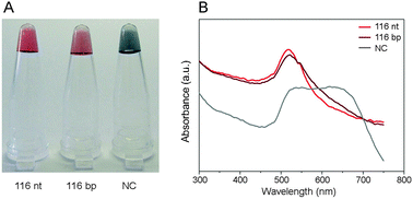 (A) Photograph of gold colloid after incubation with 116 nt ssDNA, 116 bp dsDNA and NC followed by addition of salt. (B) UV-visible spectral analysis of the reaction mixture.