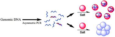 Schematic illustration of the colorimetric detection of the DNA sequence with naked GNPs. The genomic DNA serves as a template for As-PCR generating ssDNA–dsDNA mixtures. Dispersed nanoparticles remain red in color in salt solution after amplicons adsorption. Non-target control fails to produce amplified products, aggregated nanoparticles turn to blue-gray upon adding NaCl.