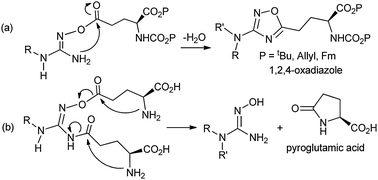 Cyclization of direct coupling of NHGs with γ-glutamyl residue(s).