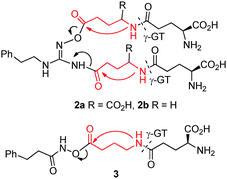 Design of Glu/Gaba linked γ-glutamyl NO-donor pro-drugs of NHG and hydroxamic acid.