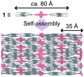 A schematic illustration of the self-assembled structure for 1 in the smectic A phase.