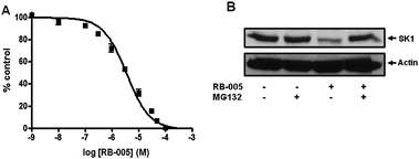 Effect of RB-005 on SK1 activity and expression. (A) Concentration-dependent inhibition of SK1 activity by RB-005 using 3 μM sphingosine and 250 μM ATP (results expressed as mean inhibition ± SD of control) (n = 3, the control is 100% and equals activity against sphingosine alone). (B) Effects of RB-005 on SK1 down-regulation. PASMC were treated with or without MG132 (10 μM, 30 min) before RB-005 (10 μM, 24 h). Cell lysates were western blotted with anti-SK1 and -actin antibodies. Results are representative of three experiments.