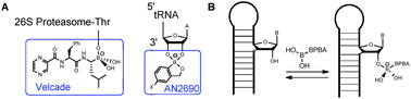 (A) Therapeutically relevant boronic acid derivatives that bind to protein or RNA targets. (B) Possible reversible covalent bond formation between Lewis bases in RNA and boronic acid moiety of branched peptides.
