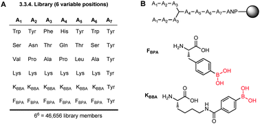 (A) 3.3.4-Branched peptideboronic acid library, (B) structure of BPBA library and unnatural amino acids bearing boronic acid groups.