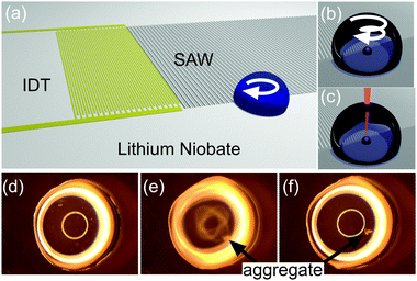 SAW aggregation. (a) Schematic illustrating the LiNbO3 substrate propagating SAW that interact with a droplet of sample, which overlaps partially with the aperture of the waves, creating a rotational momentum, able to aggregate and concentrate the Ag colloid. (b–c) Close-ups on the sample drop showing the aggregation process (b), detailed in Fig. S1 in ESI, and the focused laser for SERS (c). (d–f) Images from Movie M1 in ESI, showing the progression of the aggregation of 4-MBA-functionalised Ag colloid (diluted 1 : 10 in water) in a 5 μl drop (2 mm in diameter). The whole process lasts for less than 5 s. In (d) and (f), the acoustic excitation has been turned off, while it is turned on in (e). Bright rings are reflections from the lighting.