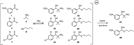 Generation of a double parallel dynamic system coupled to lipase-catalyzed asymmetric resolution.