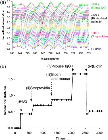 Real-time label-free detection of antibody–antigen binding. The samples were flown within the chip at 1 μl min−1. (a) Full series of recorded resonance spectrum wavelength. Each colour represents 50 s intervals. The dashed (red) line shows the displacement of the monitored resonance peak. (b) Resonance shift over time. Arrows indicate the onset of solution change. (i) PBS media; (ii) streptavidin solution; (iii) biotinylated anti-Mouse IgG; (iv) mouse IgG antigen; (v) concentrated d-biotin solution.