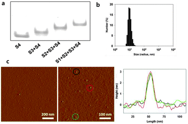 Characterization of DNA tetrahedron. (a) Native PAGE to verify assembly of Td. (b) DLS data of the Td. (c) AFM images of Td.