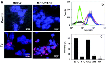 Delivery of Td into breast cancer cells. (a) Fluorescence microscopic images of MCF-7 (left) and MCF-7/ADR (right) cells treated with Cy5-labeled Td (bottom) compared with the control images (top). (b) Flow cytometry analysis for the cellular uptake of Td into MCF-7 (red) or MCF-7/ADR cells (blue). The black and green traces represent the untreated MCF-7 and MCF-7/ADR cells, respectively. (c) Average cellular fluorescence intensity of Td in MCF-7 cell lysates from the cells cultured in the presence of three different endocytosis inhibitors: chlorpromazine (CPZ), amiloride (AM), and genistein (GN). Fluorescence intensity is normalized to the total amount of cellular proteins.