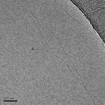 Cryo-TEM image of 1 in water, showing long very narrow fibrillar aggregates. Scale bar represents 100 nm.