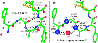 Molecular conformation of FGAΔFL. (a) Type-I β-turn and (b) anion receptor nest-motif. Leu side chain observed in two alternative conformations (a: green, b: yellow). (Details are given in ESI.)