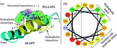 (a) The best docked pose of hIAPP with FGAΔFL. (b) Helical wheel diagram of hIAPP13–30 showing the hydrophobic patch and residues with small side chains which interact with FGAΔFL.